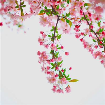空径之民安卓移植版下载